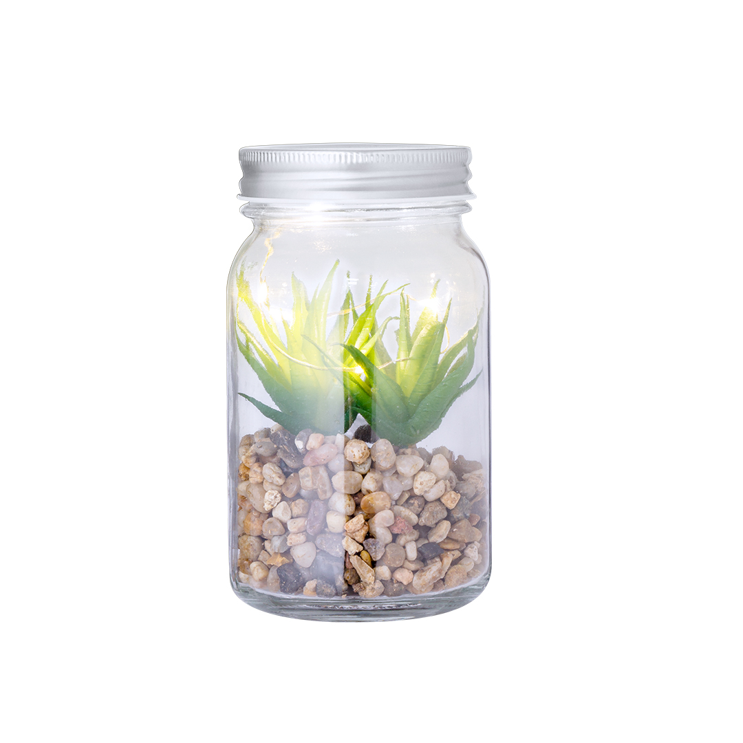 Kyala Decorative Plant